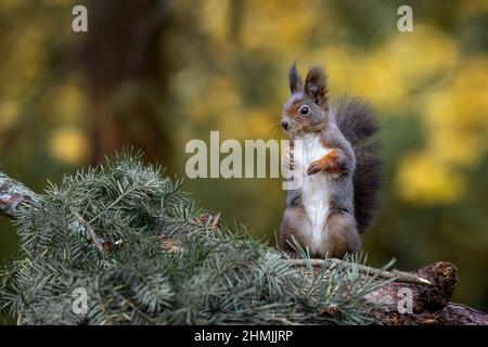 Ein Eichhörnchen im Park springt auf die Äste und sucht nach Nahrung. Stockfoto