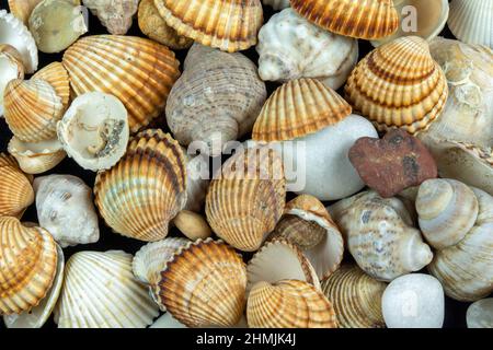 Nahaufnahme der Muschelschalen Stockfoto