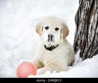 Ein englischer Cream Golden Retriever Welpe im Schnee. Stockfoto