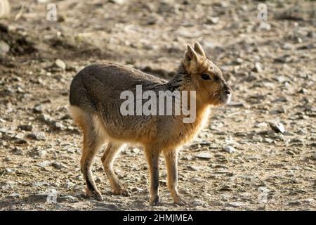 Patagonian Cavy Mara Dolichotis patagonum bei gutem Tageslicht. Stockfoto