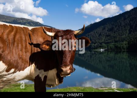 Nahaufnahme eines Fleckviehs mit Hörnern bei gutem Wetter vor dem Durlaßboden-Stausee Stockfoto