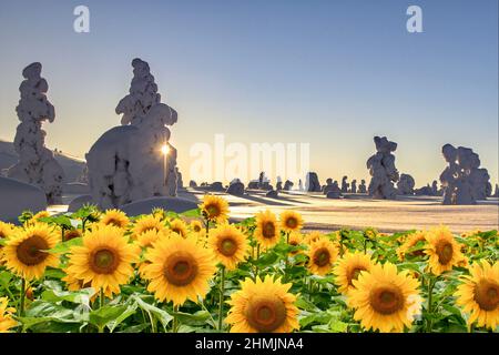 Geheimnisvolle Schneebewohner pflegen ihren Garten - Sonnenblumen in Lappland - Klimawandel - Himmelblau, um Text hinzuzufügen. Stockfoto