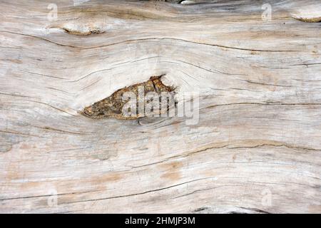 Holzschnitt aus einem alten Eiche Stockfoto