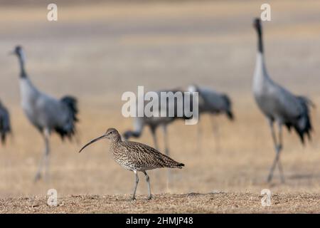 Eurasische Curlew, Numenius arquata und gewöhnliche Kraniche, Grus grus Stockfoto