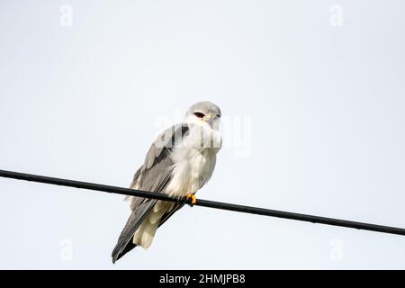 Schwarzschulter-Drachen (Elanus caeruleus), der auf einem Kabeldraht im Westkap, Südafrika, tastet und in freier Wildbahn Augenkontakt macht Stockfoto