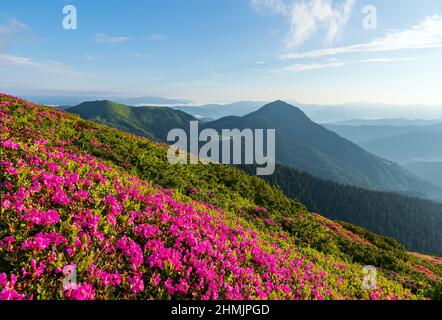 Rhododendron-Blüten blühen auf dem hohen wilden Berg. Naturlandschaft. Standort Karpaten, Ukraine, Europa. Hintergrund des Hintergrundbilds. Stockfoto