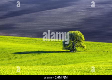 Es gibt einen einsamen üppigen Baum auf dem Rasen, der mit grünen Blättern bedeckt ist. Schwarzes Feld. Schöner Ort Mähren, Tschechische republik. Schöne Frühlingslandschaft. Blumen Stockfoto