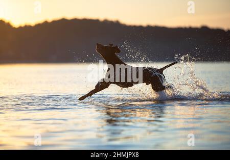 Vollblut-Kurzhaarzeiger aus Deutschland. Spielerischer, lustiger brauner Hund läuft auf dem Wasser und spritzt ihn auf dem Hintergrund mit gelbgrünem Gras herum Stockfoto