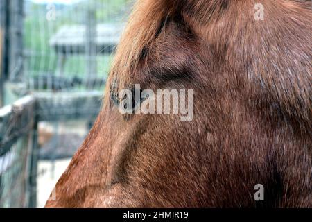 Nahaufnahme des ruhigen Kastanienpferdes Profils der Augenpartie Stockfoto