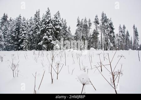 Winterliche Märchenlandschaft beim Moor von La Vraconnaz im Waadtländer Jura, Schweiz Stockfoto