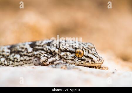 Ostkanarengecko oder Kanarenwandgecko (Tarentola angustimentalis), endemisch auf den östlichen Kanarischen Inseln. Stockfoto