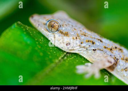 Teneriffa-Gecko oder Teneriffa-Wandgecko (Tarentola delalandii), endemisch auf den Kanarischen Inseln. Stockfoto