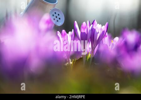 Die violetten Blüten der Krokusse aus einer kleinen weißen Gießkannne gießen. Kreatives Konzept von Investitionen, Wachstum, Erfolg im Geschäft. Sonniger Frühlingstag. Maje Stockfoto