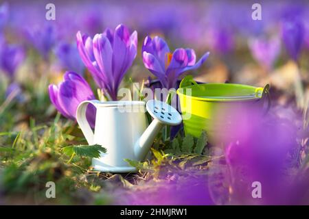Lila Blüten mit einer kleinen Gießkannne und einem Eimer. Kreatives Konzept von Investitionen, Wachstum, Erfolg im Geschäft. Ein Rasen bedeckt Krokusse mit dem blu Stockfoto
