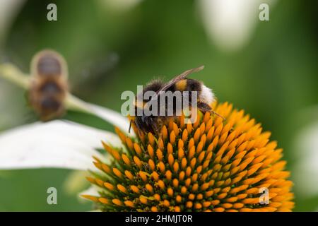 Makroaufnahme einer Weißschwanzbiene (bombus lucorum), die eine Echinacea-Blüte bestäubt Stockfoto