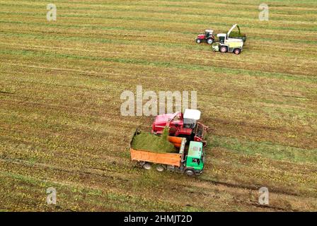 Schneiden von Grassilage auf dem Feld. Feldhäcksler auf Gras zum Schneiden von Silage auf dem Feld. Selbstfahrender Harvester auf der Heuernte für Rinder auf der Farm. Müllhalde Stockfoto