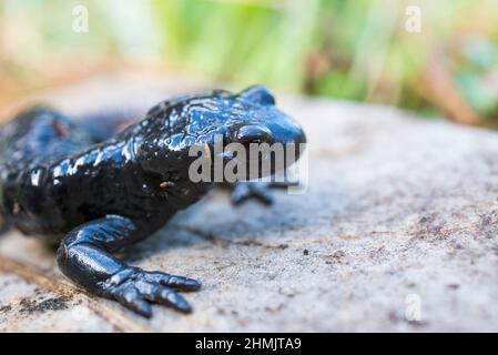 Alpensalamander (Salamandra atra atra) ist ein glänzend schwarzer Salamander, der in den Alpen gefunden wird. Stockfoto