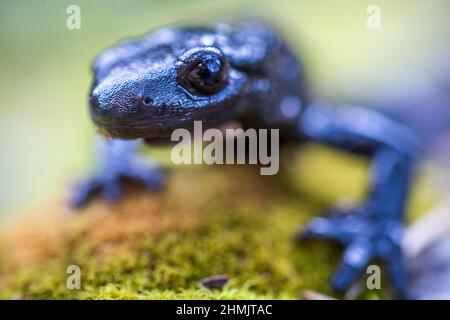 Alpensalamander (Salamandra atra atra) ist ein glänzend schwarzer Salamander, der in den Alpen gefunden wird. Stockfoto