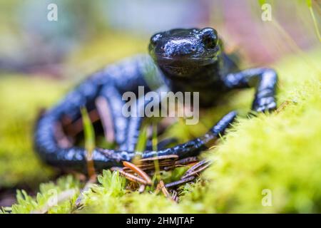 Alpensalamander (Salamandra atra atra) ist ein glänzend schwarzer Salamander, der in den Alpen gefunden wird. Stockfoto