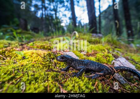 Alpensalamander (Salamandra atra atra) ist ein glänzend schwarzer Salamander, der in den Alpen gefunden wird. Stockfoto
