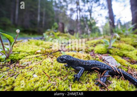 Alpensalamander (Salamandra atra atra) ist ein glänzend schwarzer Salamander, der in den Alpen gefunden wird. Stockfoto