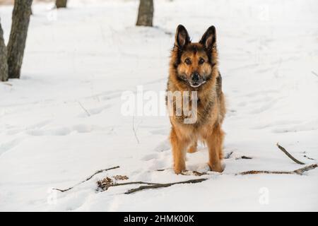 Ein Deutscher Schäferhund steht im Schnee Stockfoto