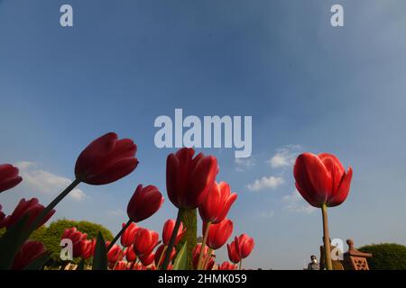 Neu-Delhi, Indien. 10th. Februar 2022. Tulpen werden am 10. Februar 2022 im Mughal Garden in Neu-Delhi, Indien, gesehen. Quelle: Partha Sarkar/Xinhua/Alamy Live News Stockfoto