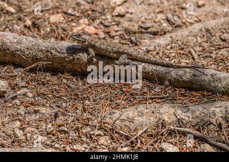 Eine östliche Zauneidechse, die auf einem Baumstamm auf dem Waldboden sitzt und sich an einem sonnigen Tag im Frühling mit der Rinde und der Umgebung vermischt Stockfoto