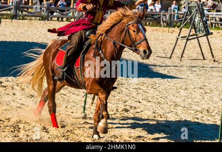 Pferderennen. Das Kastanienpferd ist auf der Show. Stockfoto