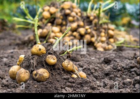 Ein frisch gegrabener Kartoffelstrauch in Nahaufnahme mit grünen Trieben von Spitzen auf dem Bett vor dem Hintergrund eines Kartoffelstapels. Hintergrund. Stockfoto