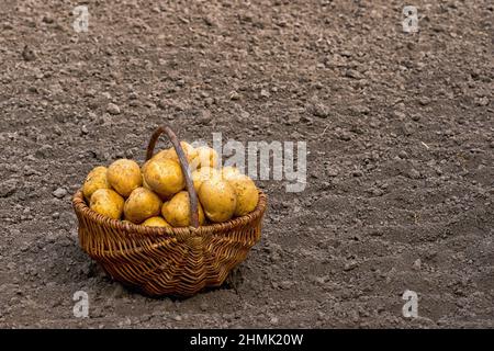 Frisch gepflückte Kartoffelknollen in einem Korb auf dem Boden. Hintergrund. Stockfoto