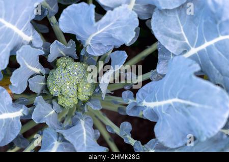 Der Brokkoli-Kopf wurde in Regentropfen auf dem Gartenbett aus der Nähe aufgenommen. Das Konzept der gesunden landwirtschaftlichen Produkte. Hintergrund. Draufsicht. Stockfoto