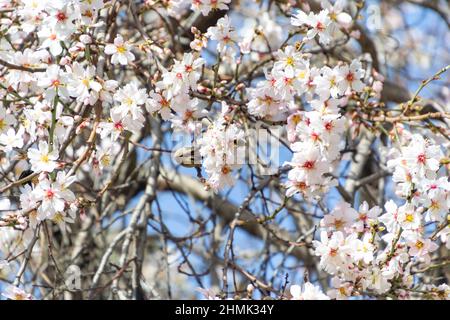 Hummel thront auf dem Stempel und Staubfäden der weißen Blume des Mandelbaums im El Retiro Park in Madrid, Spanien. Europa. Horizontale Fotografie. Stockfoto