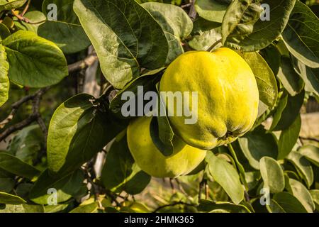 Reife Früchte von gelber Quitte. Ein Haufen gelber Quitten wächst auf dem Busch auf dem Land. Stockfoto