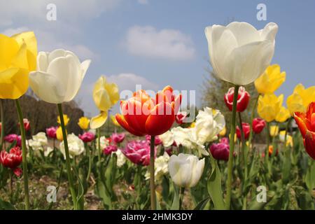 Eine Gruppe schöner, verschiedenfarbiger Tulpen im Blumengarten in holland und ein blauer Himmel mit Wolken im Frühling Stockfoto
