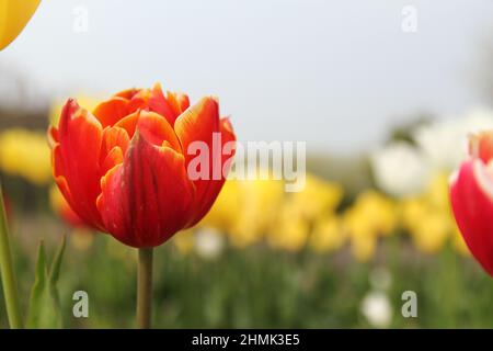 Eine rote Tulpe mit gelben Rändern in einem Blumengarten in holland und gelbe Tulpen und blauer Himmel im Hintergrund im Frühling Stockfoto