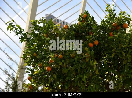 Zitrusfrüchte wachsen auf einem Baum mit grünen Blättern in einem Stadtgarten. Orangen und Mandarinen auf einem Baum in Spanien. Orangenbaumblätter für einen Geschmack von t Stockfoto