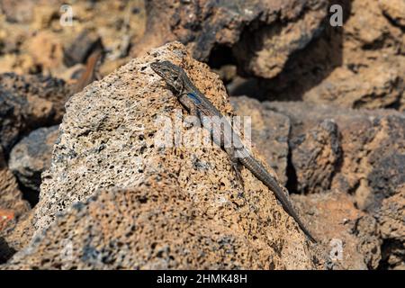 Männlicher Teneriffa-Mauereidechse Gallotia galloti auf einem Felsen im Teide-Nationalpark, Teneriffa, Spanien Stockfoto