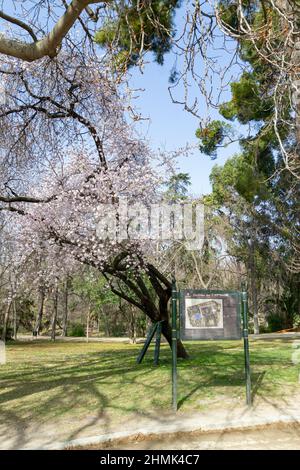 Blühender Mandelbaum im Parque de El Retiro in Madrid, Spanien. Europa. Vertikale Fotografie. Stockfoto