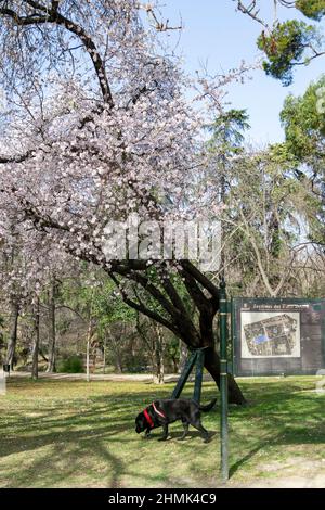 Blühender Mandelbaum im Parque de El Retiro in Madrid, Spanien. Europa. Vertikale Fotografie. Stockfoto