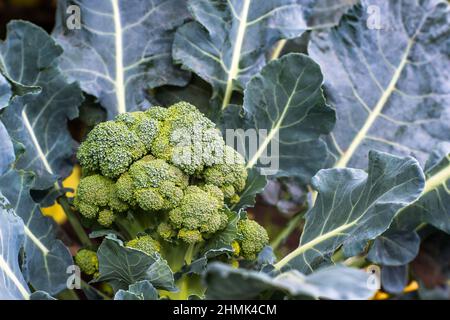Ein Busch aus Brokkoli-Spargelkohl mit einem reifen Blütenstand in der Nähe im Garten. Hintergrund. Stockfoto