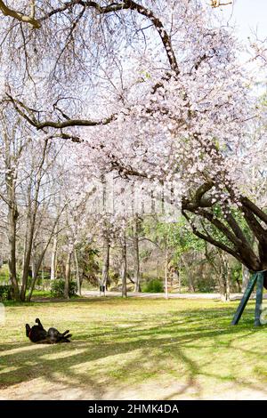 Blühender Mandelbaum im Parque de El Retiro in Madrid, Spanien. Europa. Vertikale Fotografie. Stockfoto