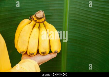 Bäuerin mit rohen frischen Bananen. Bio frische gelbe Bananen in weiblichen Händen vor dem Hintergrund von Bananenblatt der Bananenpalme in tropischen Stockfoto