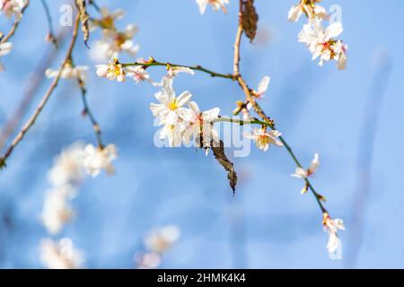 Hummel thront auf dem Stempel und Staubfäden der weißen Blume des Mandelbaums im El Retiro Park in Madrid, Spanien. Europa. Horizontale Fotografie. Stockfoto