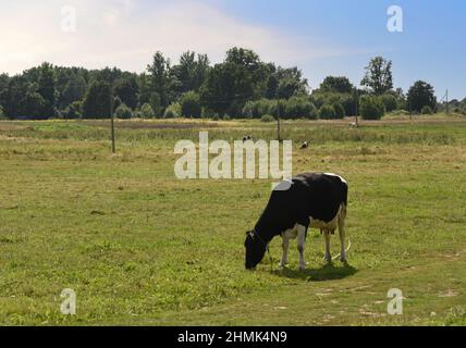 Kuh grast auf einem Feld mit grünem Gras. Farm Feld, wo eine Kuh grast essen grünes Gras, um frische Milch zu machen. Schwimmende Farmen. Stockfoto