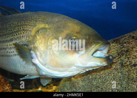 Striped Bass Stockfoto