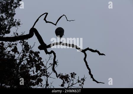 Die Silhouette des Reiher, der auf dem Ast des Baumes gegen den grauen einheitlichen Himmel sitzt Stockfoto