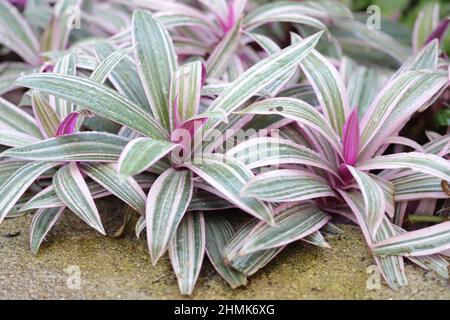 Tradescantia spathacea Plant, Austernpflanze, Moses-in-the-Cradle, Bootslilie, Lila-blättrige Spiderwürze, Blätter Tautropfen in Grün, Creme, Rosa Magenta Stockfoto