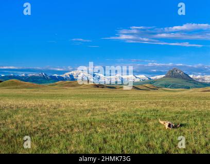 Bisonschädel auf der Prärie unterhalb der felsigen Bergfront bei augusta, montana Stockfoto