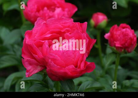 Paeonia Paula Fay. Halbdoppelte rosa Pfingstrose. Stockfoto